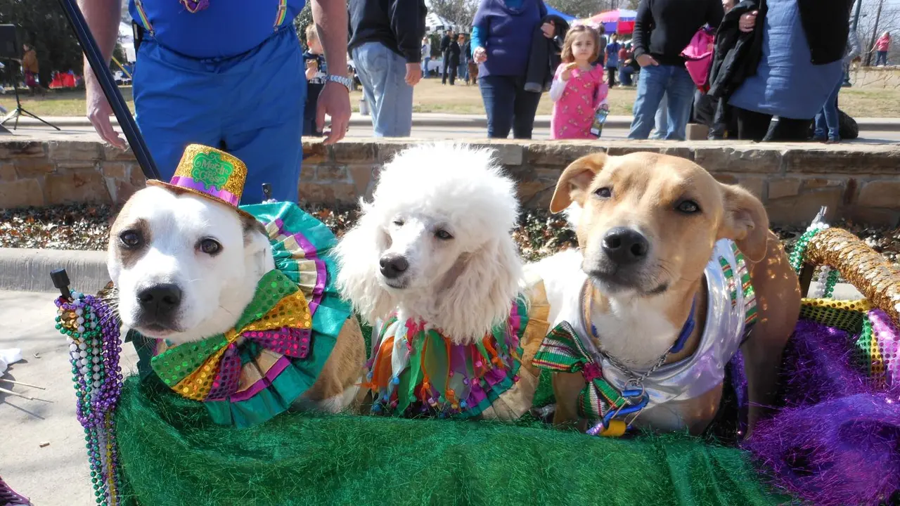 Three small dogs in a wagon dressed for Mardi Gras